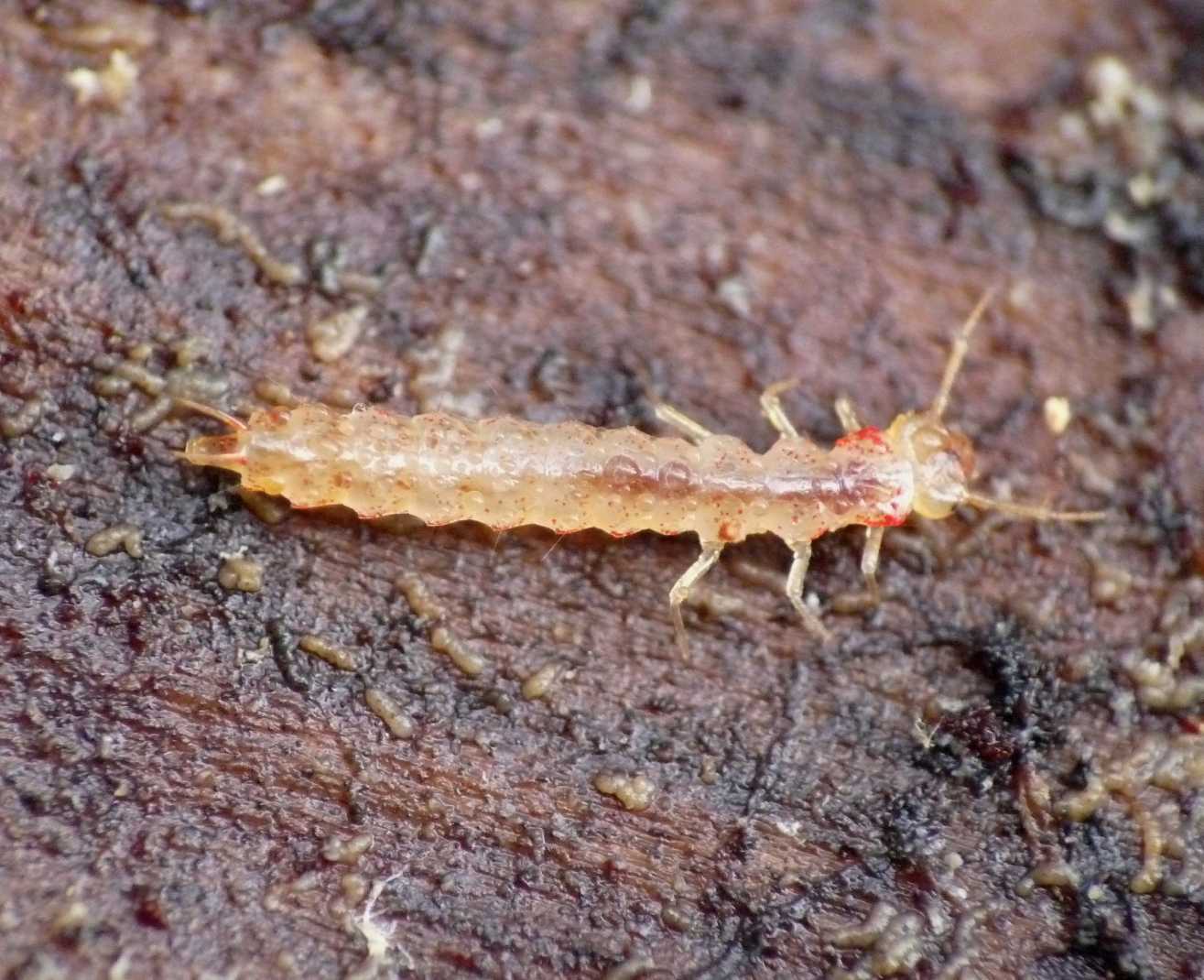 Larva di Uleiota planata (Silvanidae)